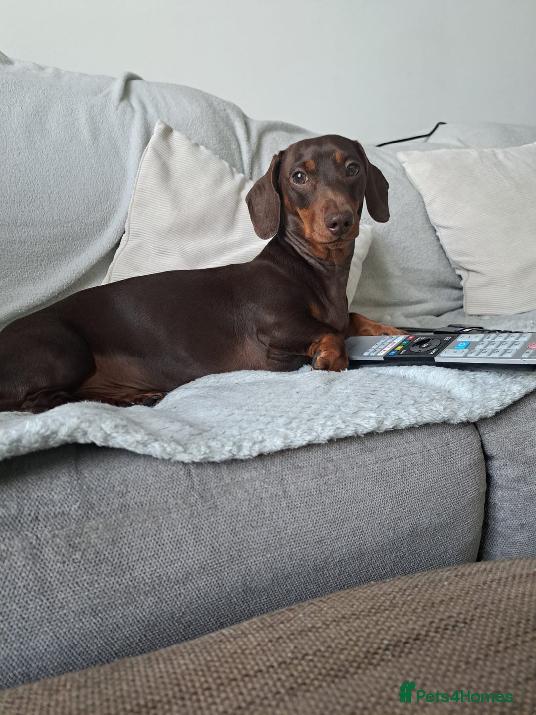 Miniature Dachshund dogs for stud: 🐶LOKI (KC Reg & PRA Clear) STUD💙 - Advert 2