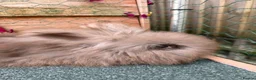 Angora rabbits for sale: pedigree english angoras  - Advert 6