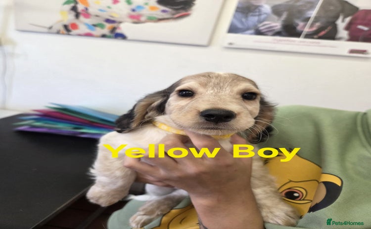 Mixed Breed dogs - Advert 3