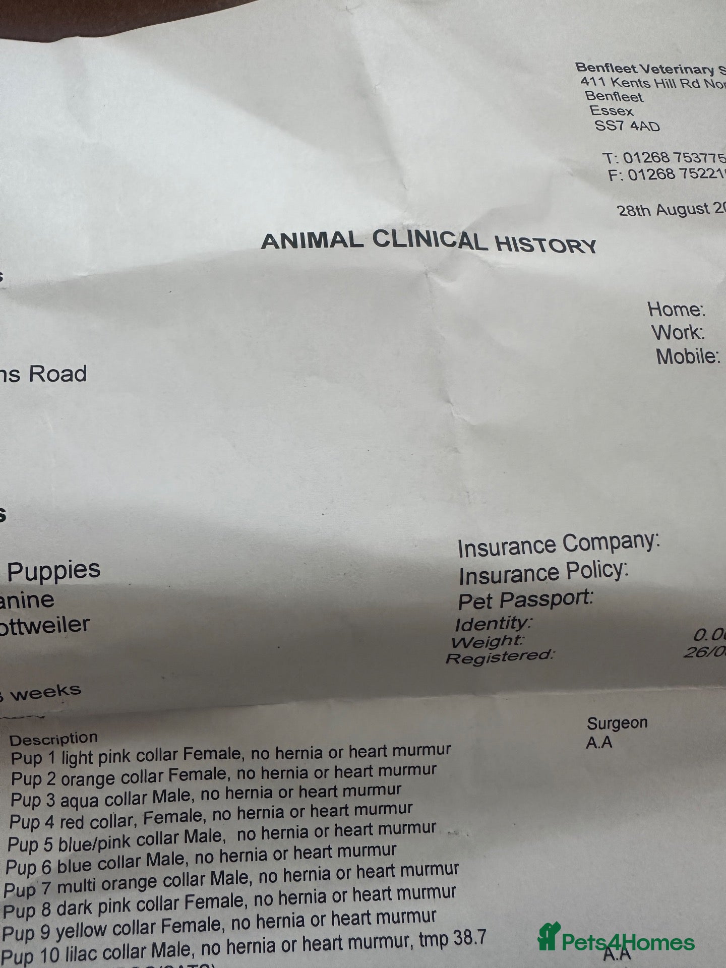 Rottweiler dogs Amazing Rottweiler litter girls and boys   - Advert 2