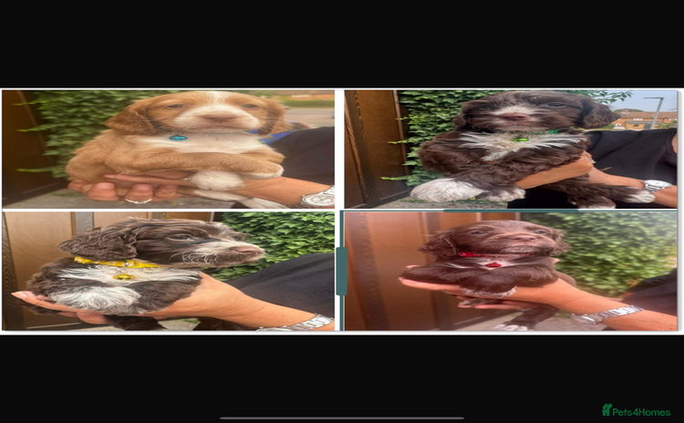 Cockapoo dogs - Advert 1