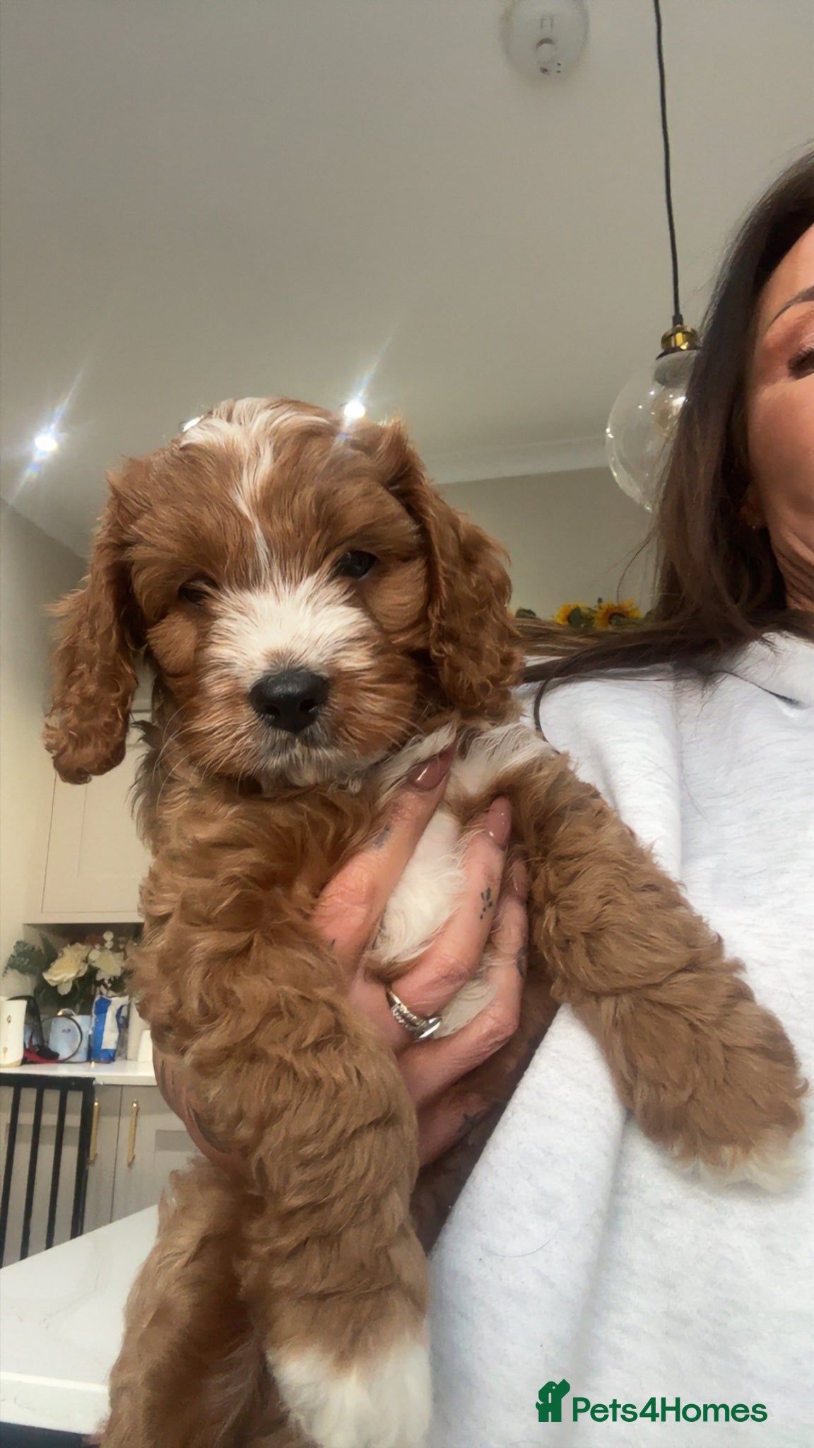 Cavapoo dogs F1 Cavapoo Puppies (Licenced Breeder) ⭐️⭐️⭐️⭐️⭐️ - Advert 2
