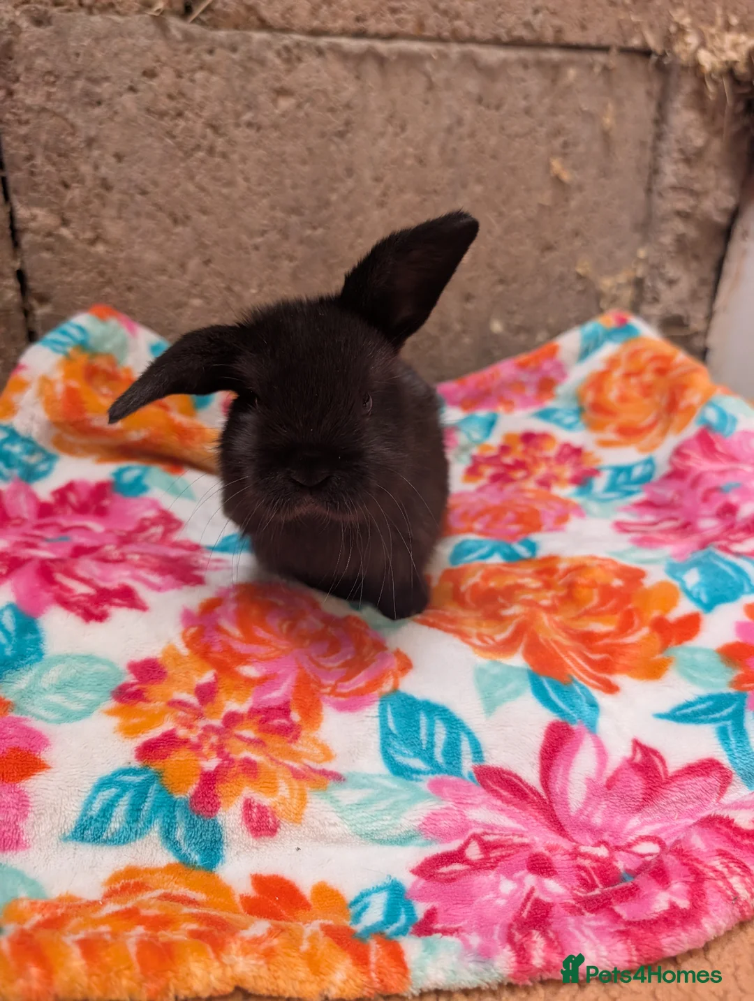 Mini Lop rabbits for sale: Mini lop kits, reserve now, leave from 29/6/26 - Advert 3
