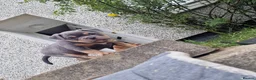 American Bully dogs for sale: Pocketbully puppy  - Advert 37