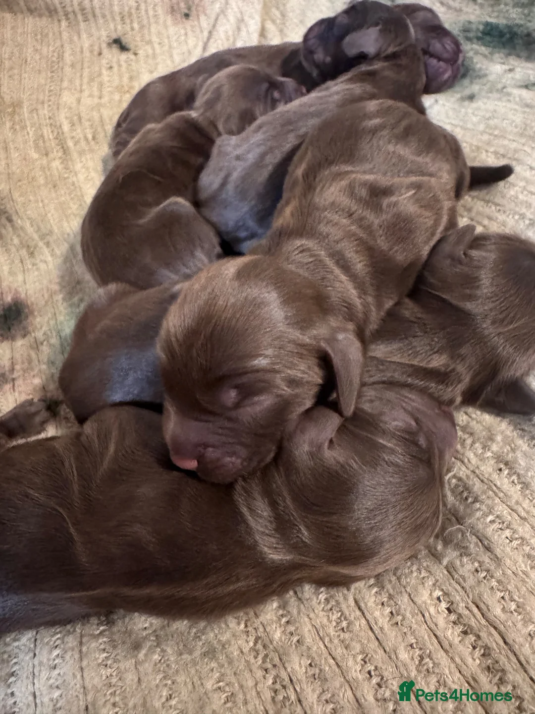 Mixed Breed dogs for sale: cockapoo chons  - Advert 2