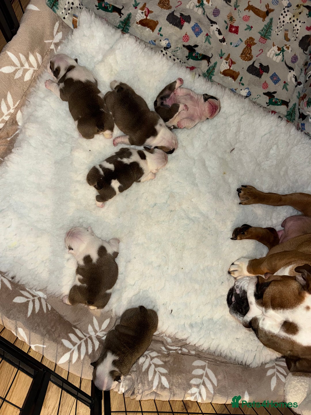 English Bulldog dogs for sale: Stunning English bulldog puppies  - Advert 25