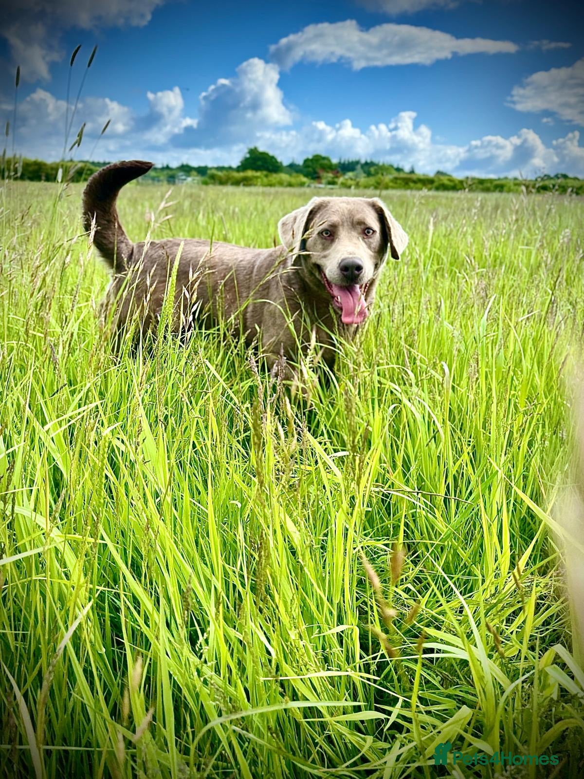 Labrador Retriever dogs Beautiful Labrador ‘sky’ looking for a new home - Advert 10