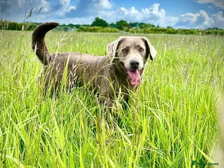 Labrador Retriever dogs Beautiful Labrador ‘sky’ looking for a new home - Advert 10