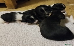 Jackapoo dogs for sale: Jackapoo puppies - Image 15