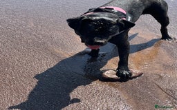 Cane Corso dogs for sale: 12 month cane corso - Image 5
