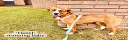 Mixed Breed dogs for adoption: Hazel, 6 months approx. Available for adoption. - Advert 14