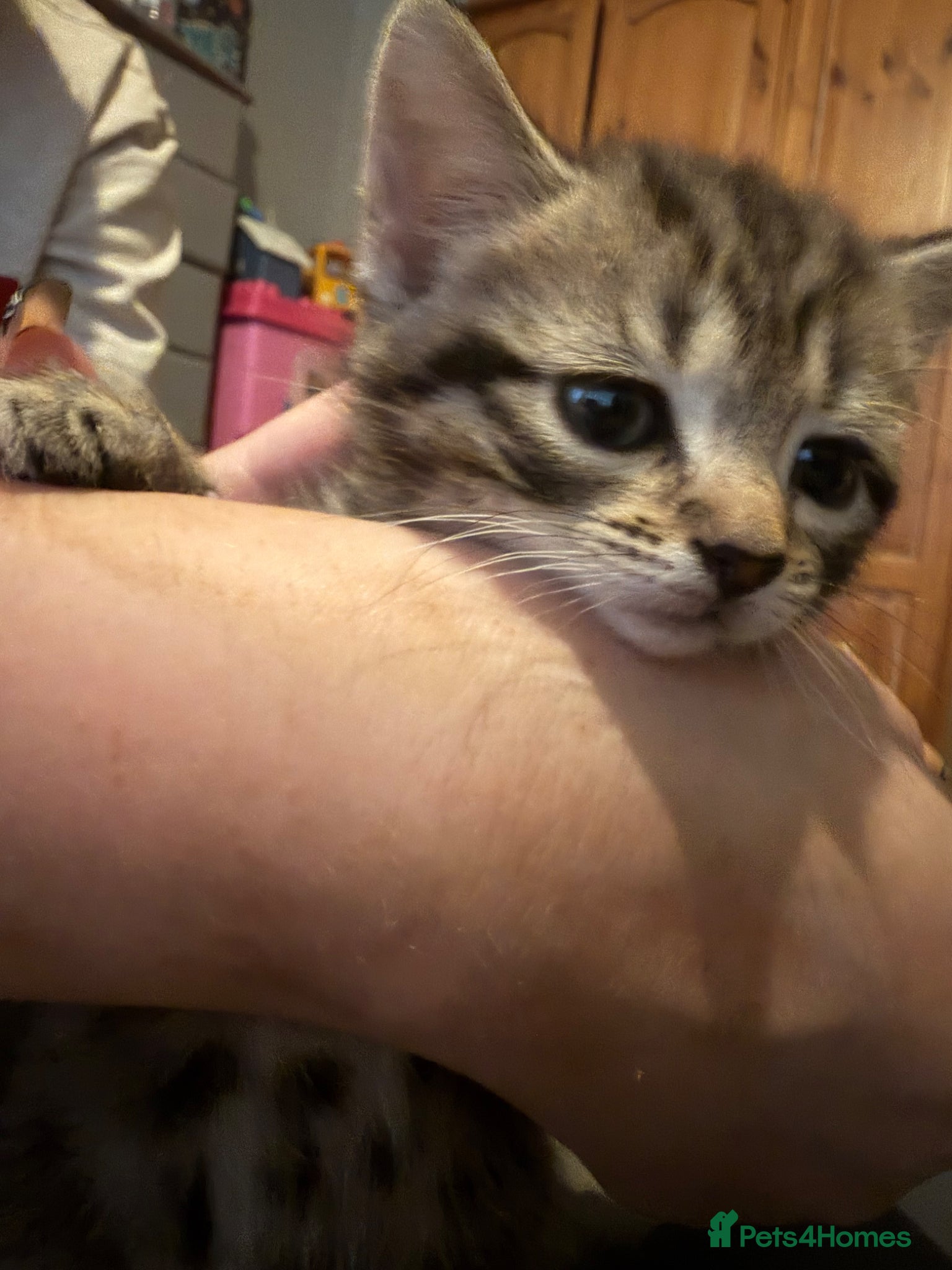 Mixed Breed cats for sale: Two tabby female kittens - Advert 12