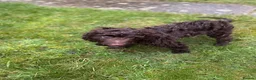 Cockapoo dogs for sale: Beautiful Male Cockapoo - Advert 6