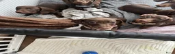 Miniature Dachshund dogs for sale: Miniature dachshund for sale  - Advert 4