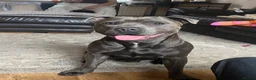 Staffordshire Bull Terrier dogs for stud: Frank. - Advert 21