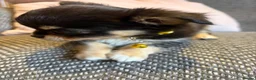 Chihuahua dogs for sale: 1 TINY KC REG boy ready to go to new home now - Advert 5