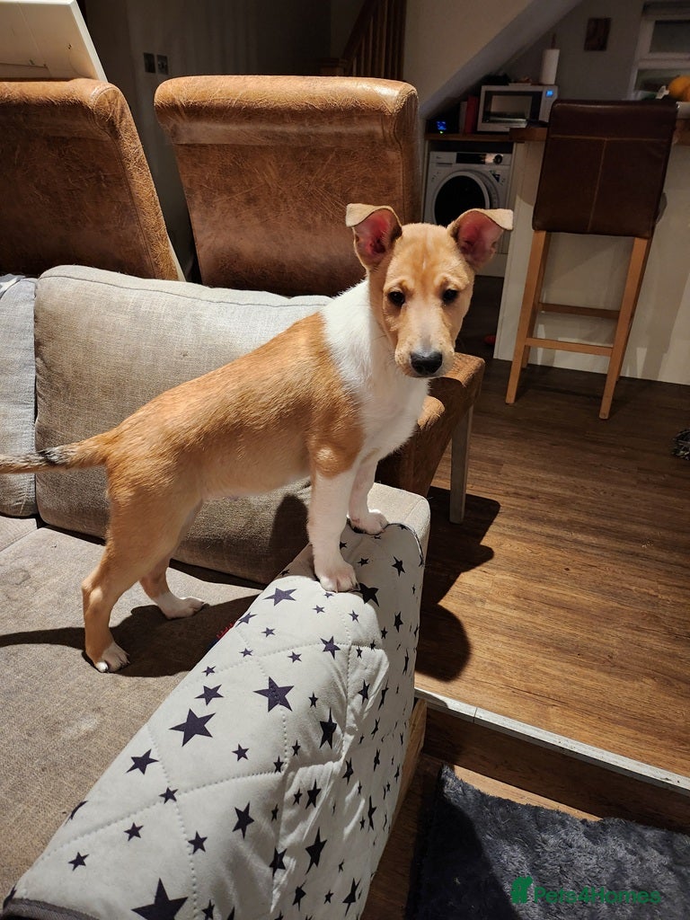 Smooth Collie dogs Male smooth collie puppy (not border collie) - Advert 14