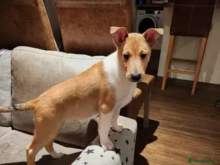 Smooth Collie dogs Male smooth collie puppy (not border collie) - Advert 14