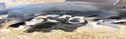 Border Collie dogs for sale: Tri coloured border collie pups  - Advert 13