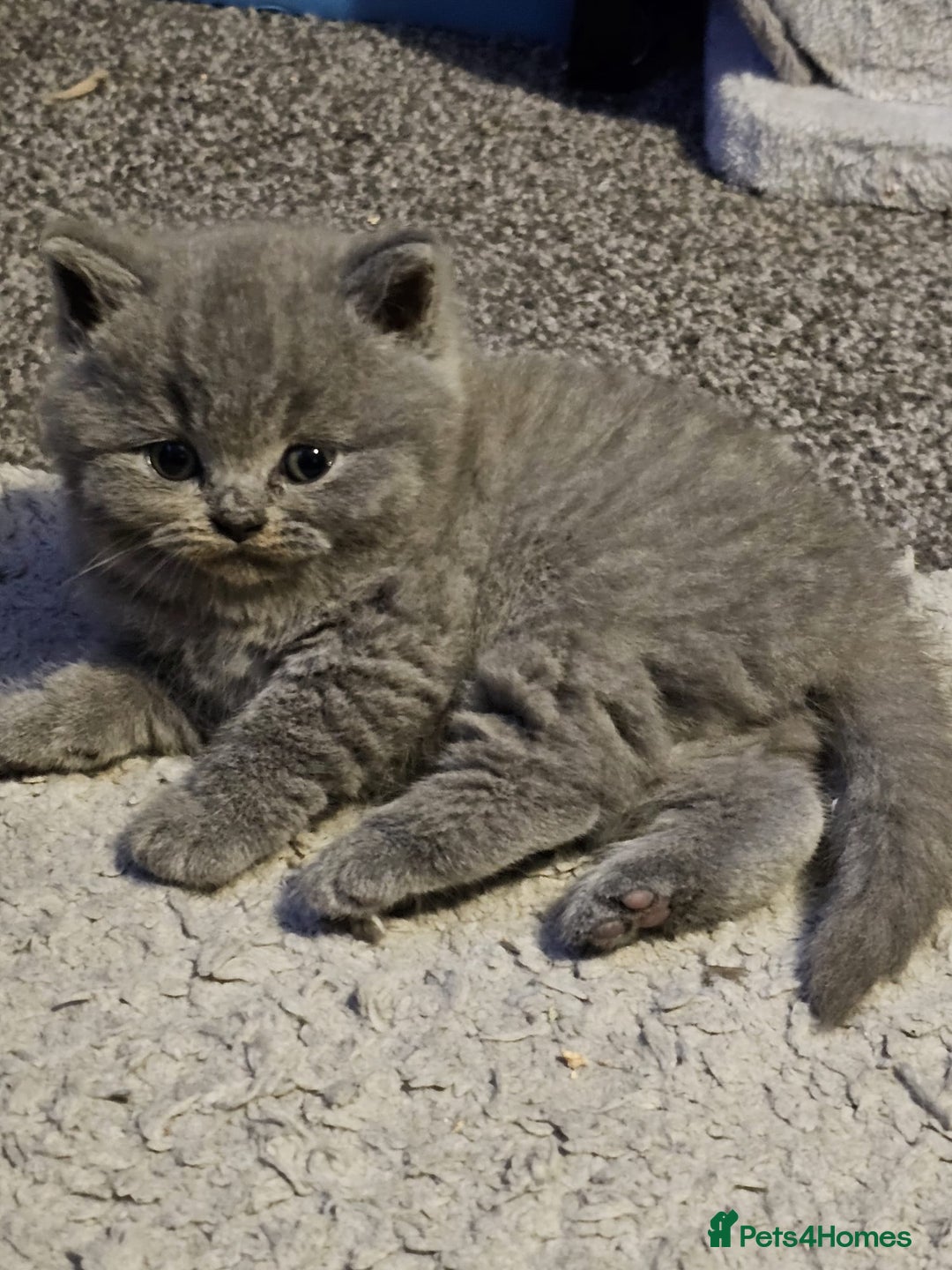 British Shorthair cats for sale: British Blues 🐻💙 - Image 4