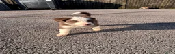 Border Collie dogs for sale: Border collie pups - Advert 4