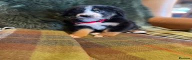 Bernese Mountain Dog 3