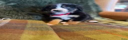 Bernese Mountain Dog dogs for sale: Stunning puppies! - Advert 15