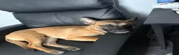 Mixed Breed dogs for sale: GSD x Frenchie for rehome - Advert 2