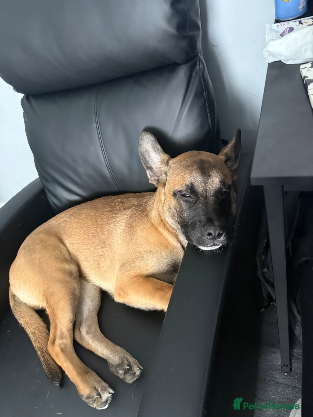 Mixed Breed dogs for sale: GSD x Frenchie for rehome - Advert 2