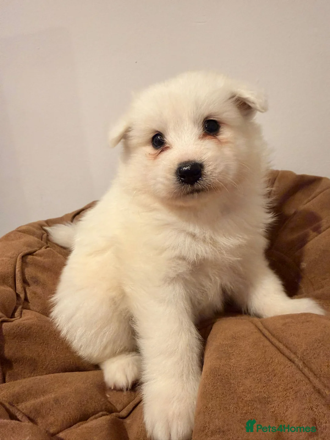Samoyed dogs for sale: Samoyed Puppies for Sale - Advert 7