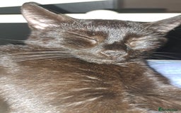 British Shorthair cats for sale: Male and Female Kittens needing forever home  - Image 9