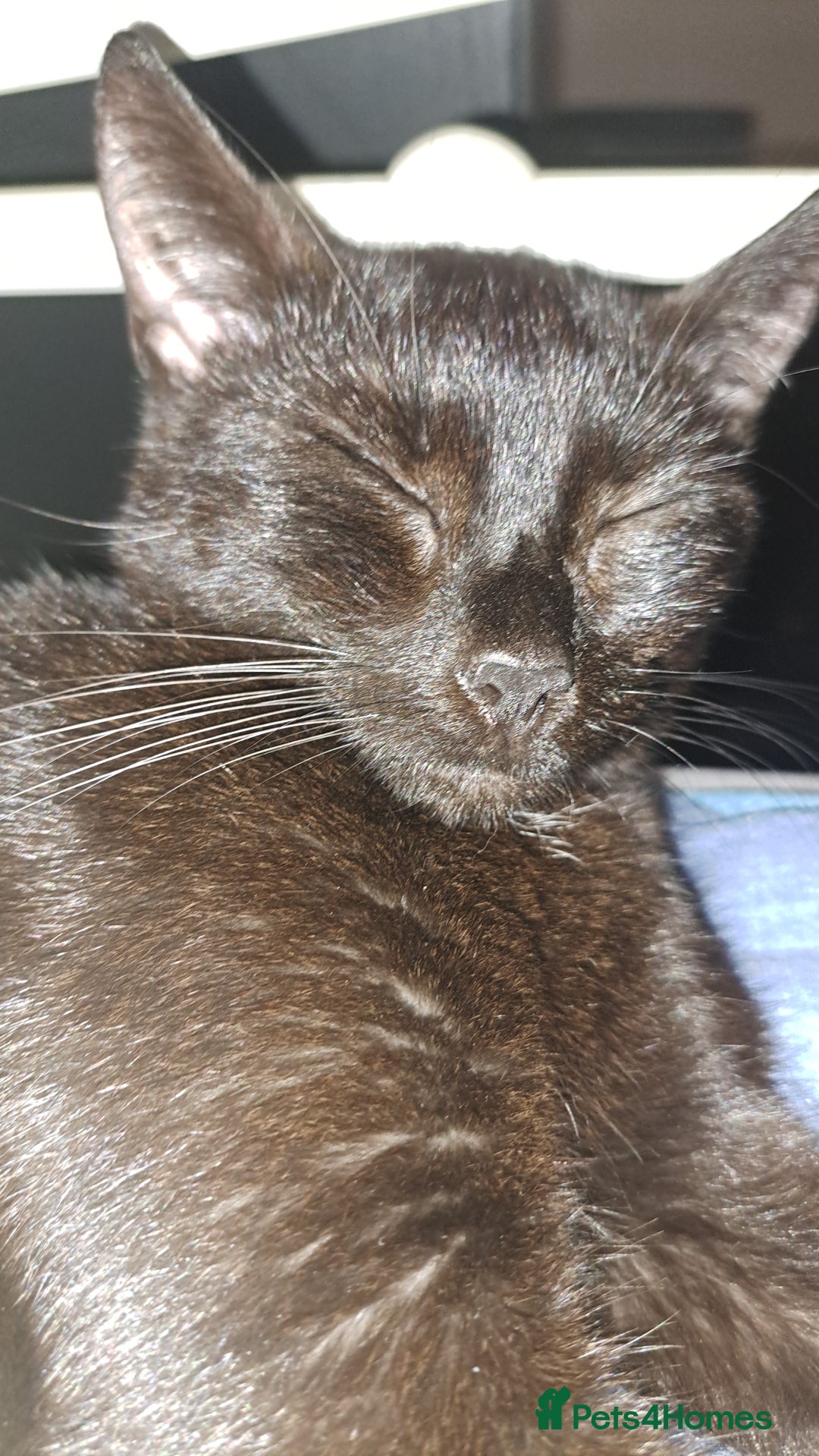 British Shorthair cats for sale: Male and Female Kittens needing forever home  - Image 9
