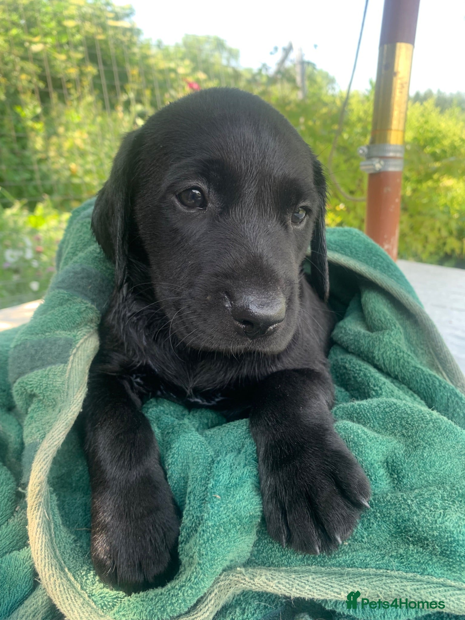 Labrador Retriever dogs KC working type Labradors  - Advert 15