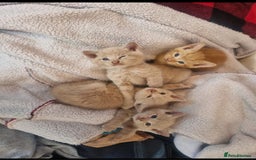 Mixed Breed cats for sale: Beautiful kittens - Image 4