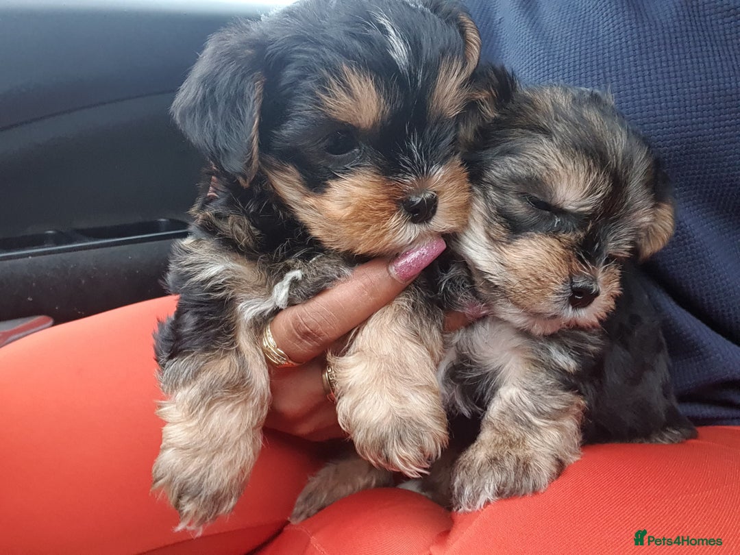 Yorkshire Terrier dogs for sale: Yorkshire pups  - Image 5