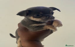 Chihuahua dogs for sale: Stunning chihuahua puppies  - Image 13