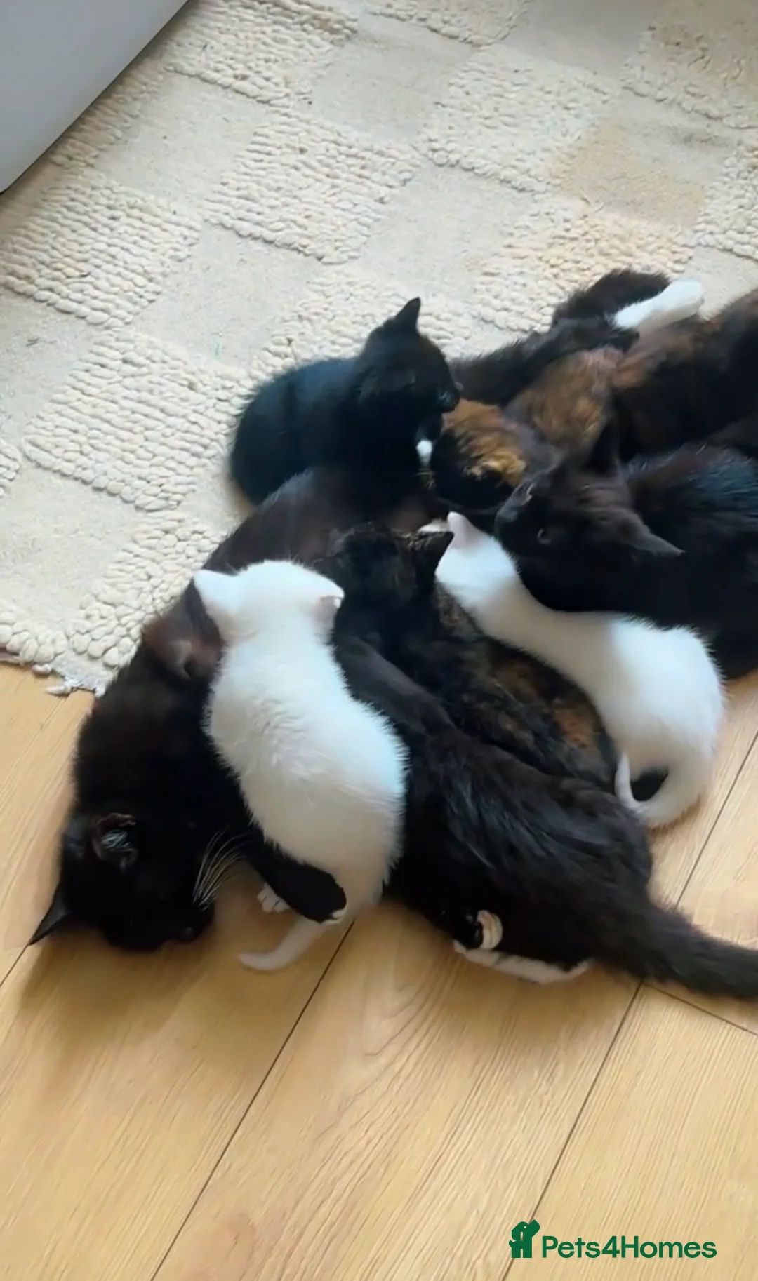 Mixed Breed cats for sale: MIXED KITTENS - TORTOISESHELL, WHITE & BLACK!   - Advert 2