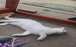 British Shorthair cats for sale: TICA REG silver tipped bsh - Image 10