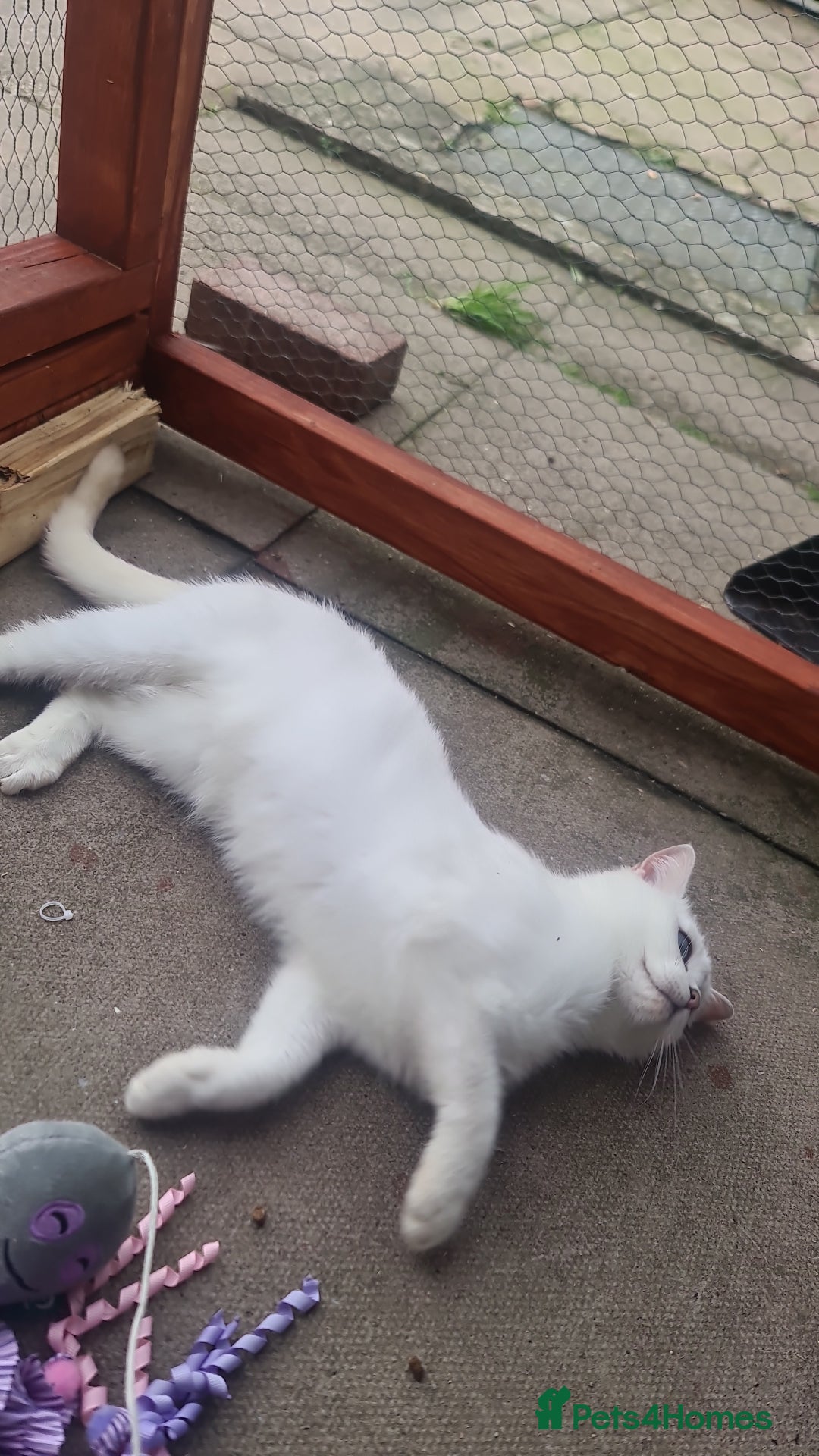 British Shorthair cats for sale: TICA REG silver tipped bsh - Image 10