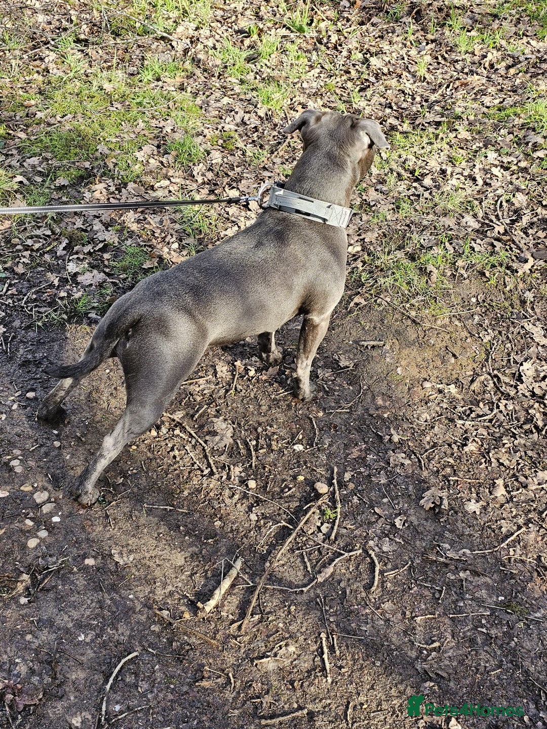 Staffordshire Bull Terrier dogs for sale: Kc registered Staffordshire bullterrier  - Advert 4