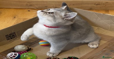British Shorthair cats - Advert 8