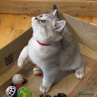 British Shorthair cats - Advert 7