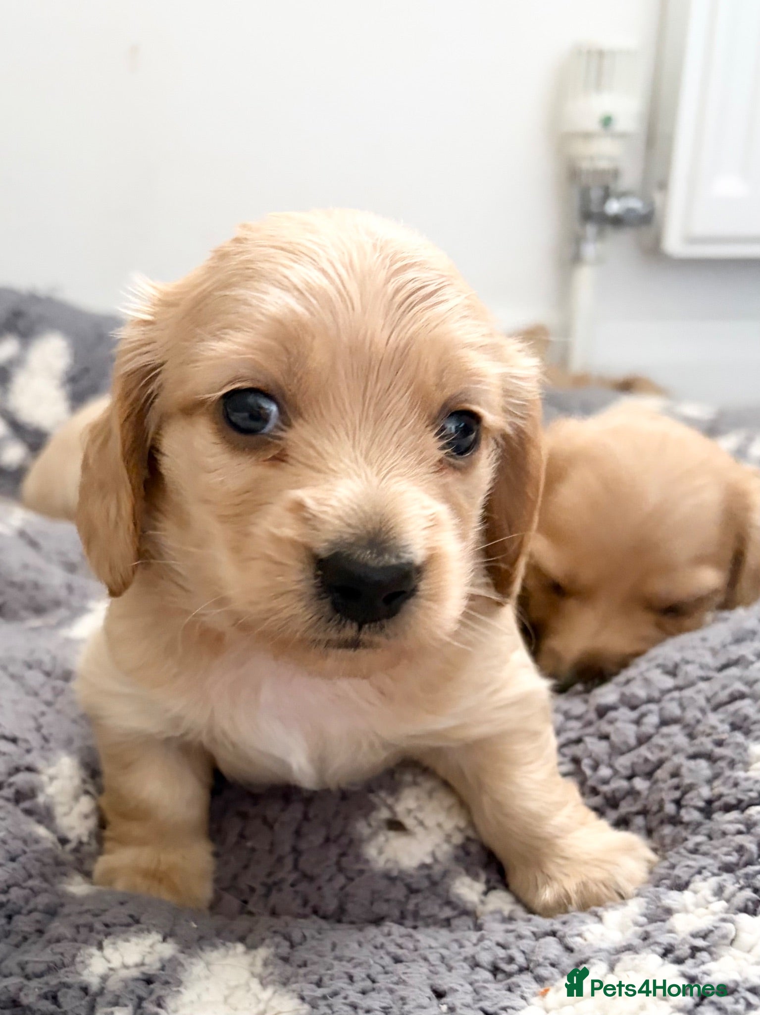 Miniature Dachshund dogs KC Reg, Health Tested Mini Longhaired Puppies  - Advert 2