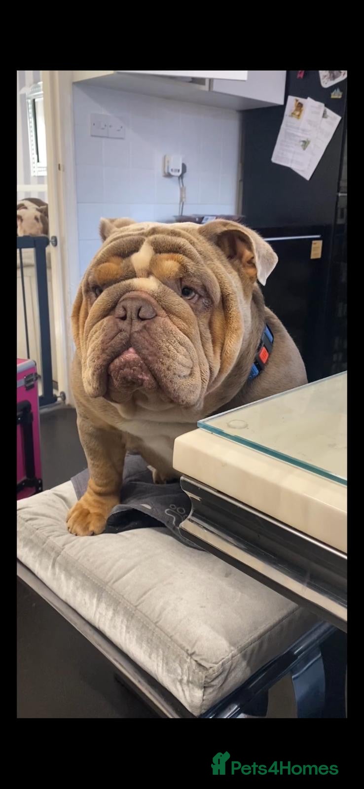 English Bulldog dogs King bear mcr - Advert 1