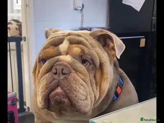 English Bulldog dogs King bear mcr - Advert 1