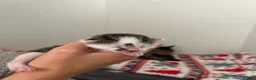 Mixed Breed cats for sale: Litter of 5 kittens  - Advert 8