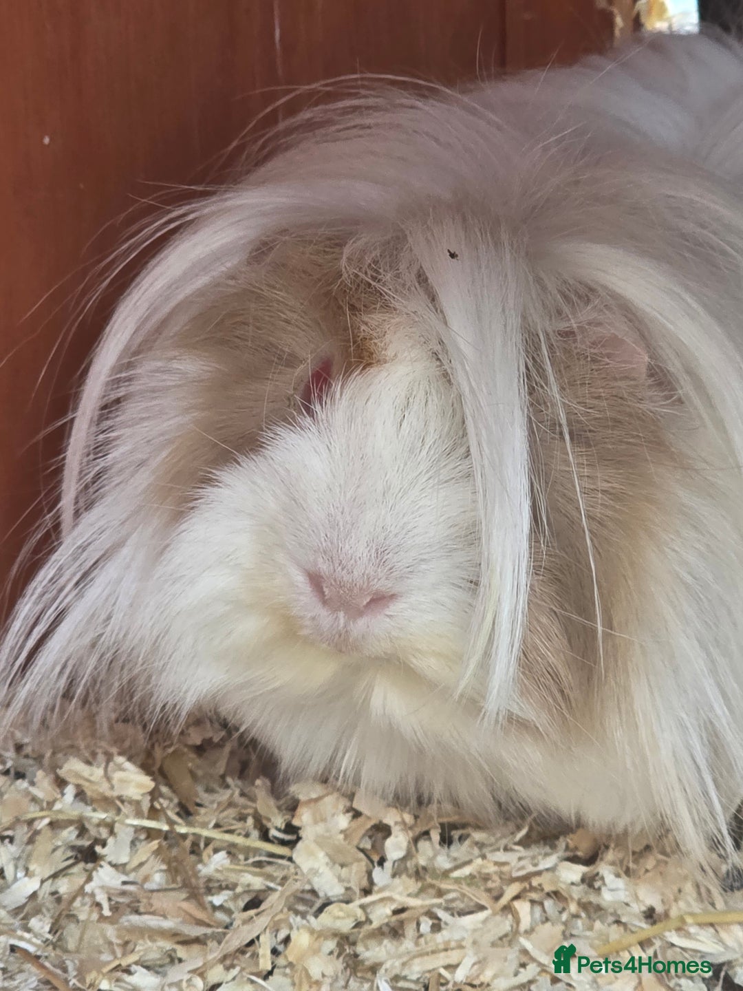 Guinea Pig rodents for sale: 2 x male guinea pigs  - Image 2