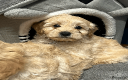 Cavapoochon dogs for sale: Cavapoochon puppies ready for new forever home💕 - Advert 17