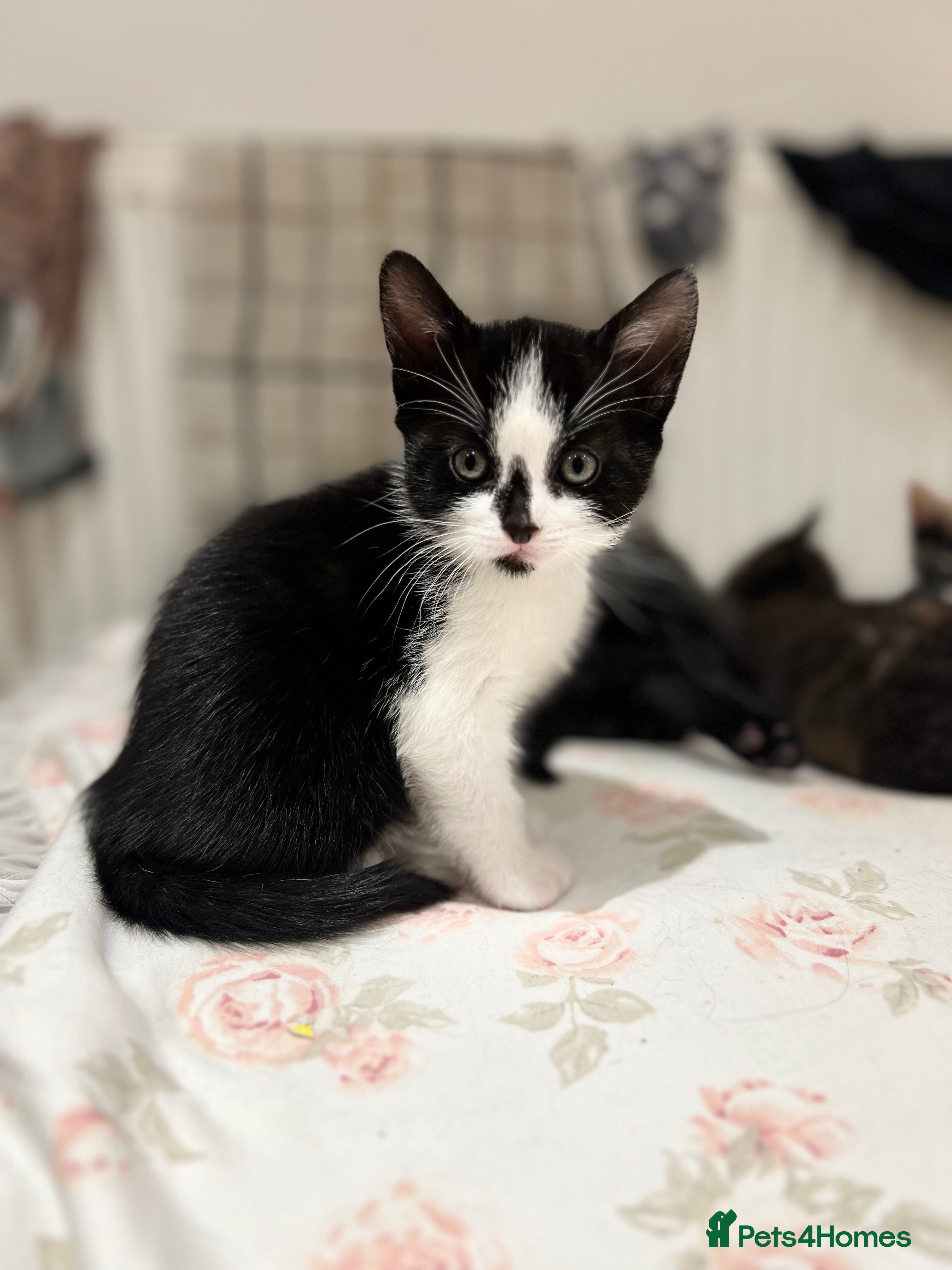 Mixed Breed cats 1 Gorgeous Kittens - Advert 19