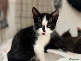 Mixed Breed cats 1 Gorgeous Kittens - Advert 19